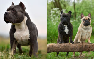Comparison of French Bulldogs & American XL Bullies - Javi's French & XL Bullies Breeder