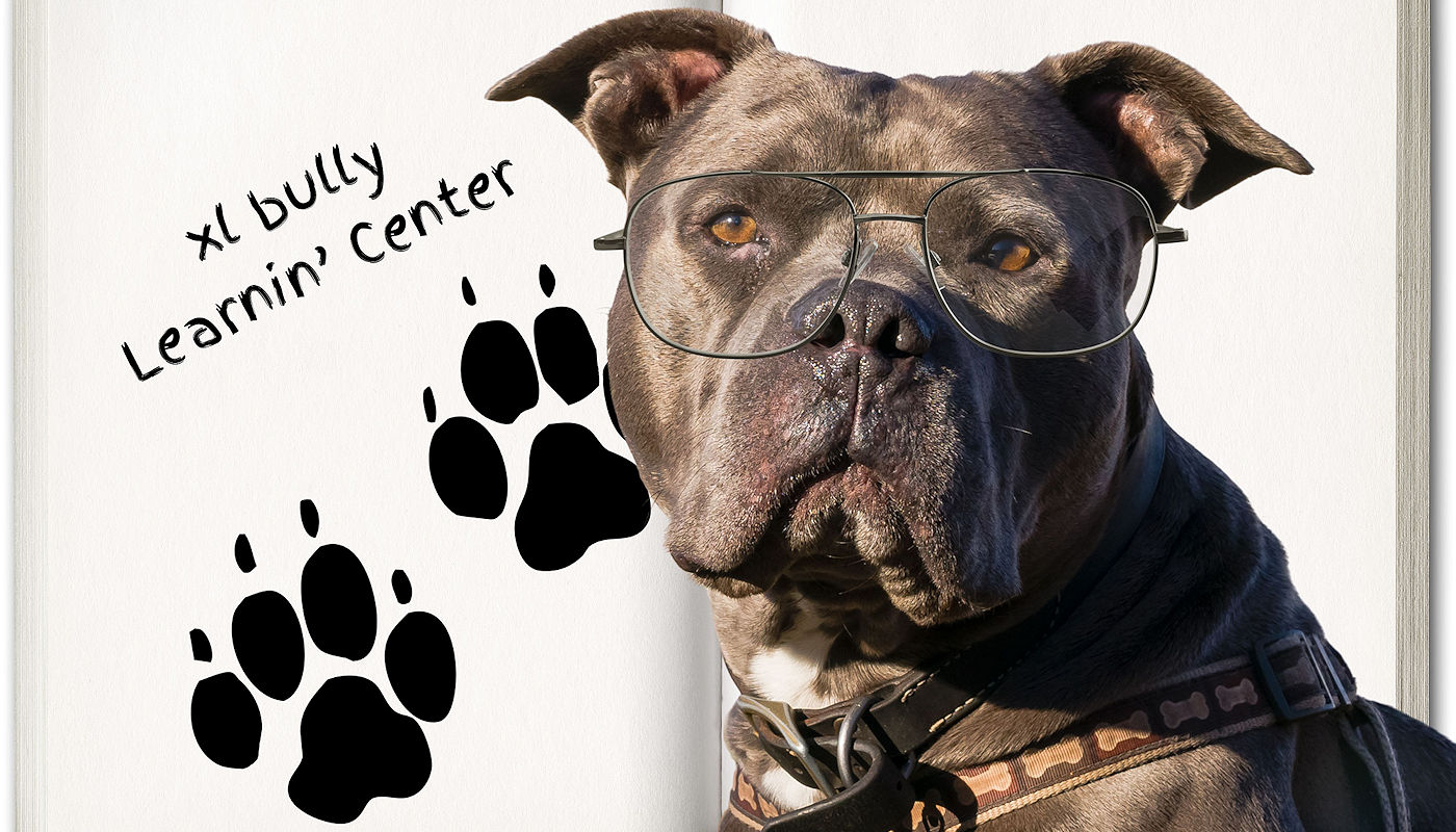 Javi's American XL Bully Learning Center - Javi’s French Bulldog & American XL Bully Breeder